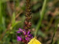 Postillon oder Wandergelbling